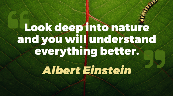 Quote feed for digital sigange