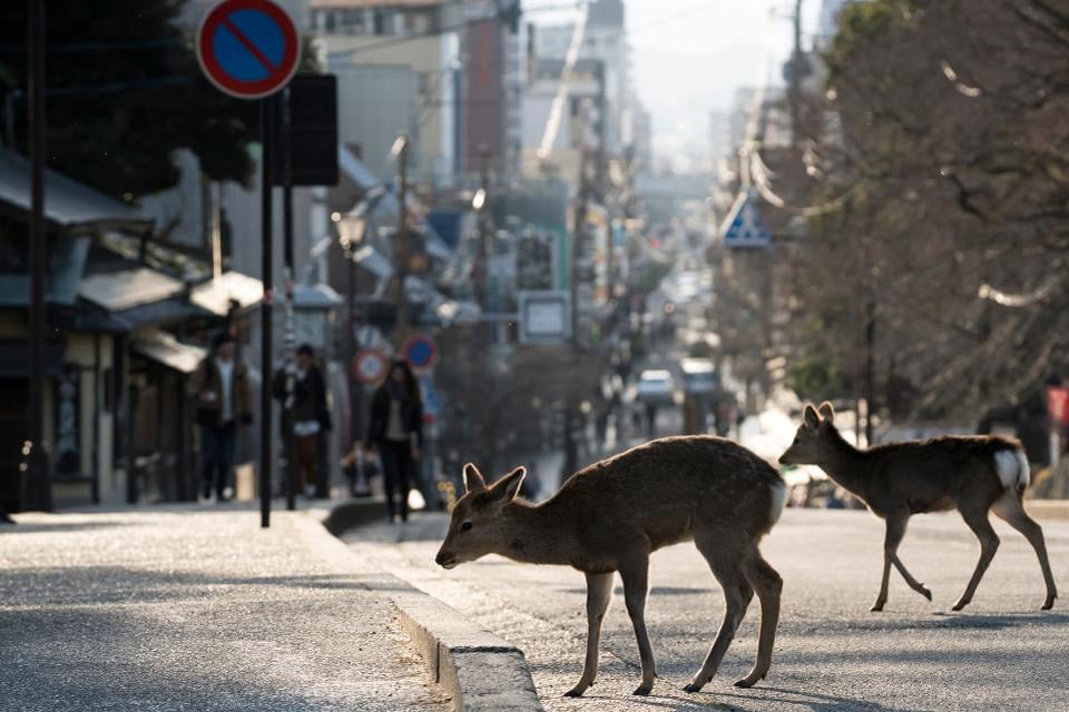 deer in city during coronavirus