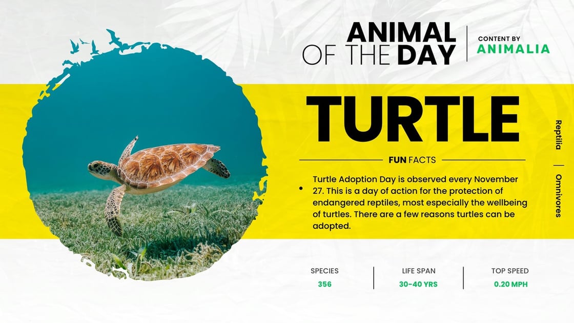 partner-animalia-animal-of-day-turtle-digital-signage-template