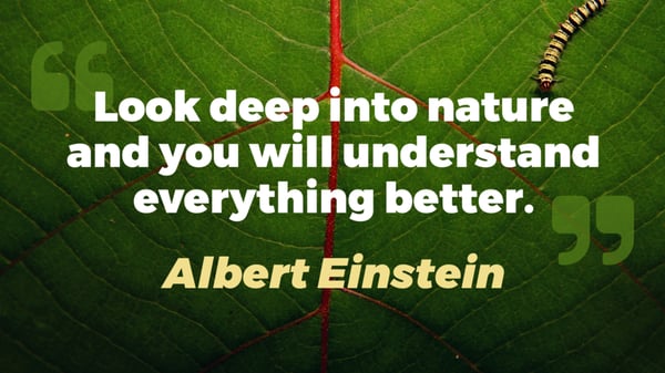 Quote feed for digital sigange