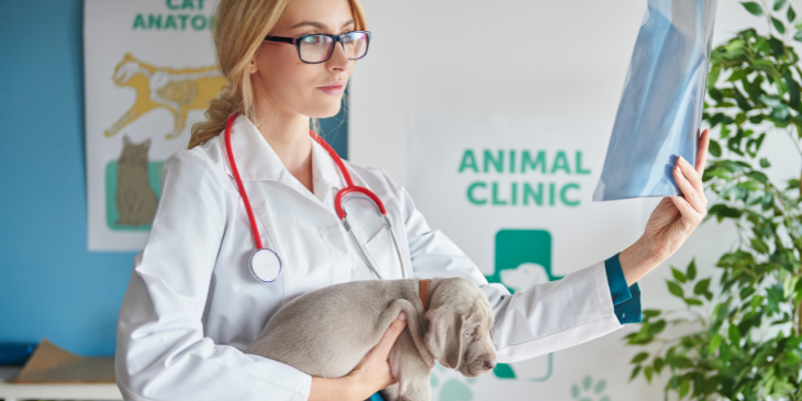 x-ray image and sick puppy